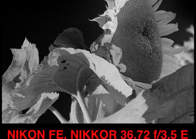 Nikon FE Rollei Retro 400s GIRASOLE crop 1080jpg
